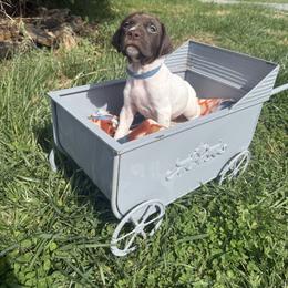 Hank- Blue - Liver and white male German Shorthaired Pointer puppy in Union Hall, Virginia from Rustic Creek Farms