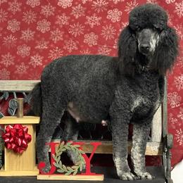 Goldendoodle and Poodle All Grown Up from Fancy Goldendoodles and Poodles