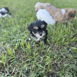 Tiny - Black and tan female Shorkie puppy in Land O Lakes, Florida from Tiny Tales Co.