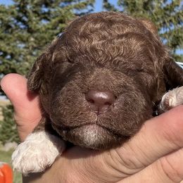 Theodore - Brown and white male Saint Berdoodle puppy in Beach, North Dakota from Badland St. Berdoodles LLC