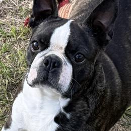 Phoenix - Boston Terrier