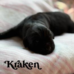 Kraken - Black male Newfoundland puppy in Brandenburg, Kentucky from Bluegrass River Newfoundlands