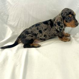 Boy 1 - Dapple male Dachshund puppy in Silver Springs, Florida from DeMarsh's Dachshunds