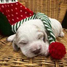 Frosty - Cream male Labradoodle puppy in Camden, North Carolina from Oopsie Doodles of NC