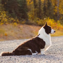 Marvel - Cardigan Welsh Corgi