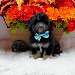 Milo - Phantom male Bernedoodle puppy in Statesville, North Carolina from Doodle Babies