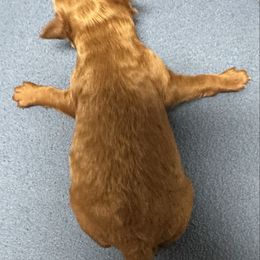 AKC solid - Red  female Poodle puppy in Southwest Ranches, Florida from Herringbone ‘s Poodles