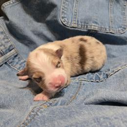 Capri - Red merle female Australian Shepherd puppy in Bumpass, Virginia from Glitterati Australian Shepherds