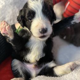 Aspen, Green Collar - Black and white male Bernedoodle puppy in Lake Panasoffkee, Florida from Donnas Deluxe Doodles LLC