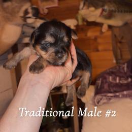 Traditional Boy - Black and tan male Yorkshire Terrier puppy in Gilbertown, Alabama from Sasha's Yorkie Pups