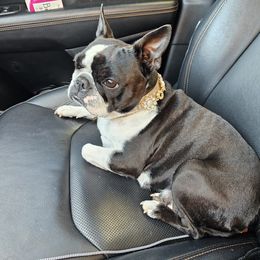 Boston Terrier puppies from Little Daemons Boston Terriers