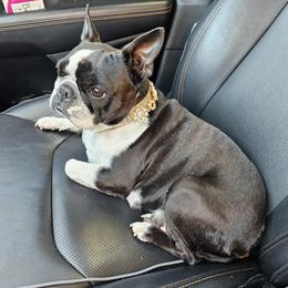 Boston Terrier puppies from Little Daemons Boston Terriers