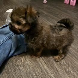 Tcup Boy1 Morkie Puppy - Black & tan tri-color male Morkie puppy in Summerville, South Carolina from Our Yorkie and Morkie Puppies of Summerville, South Carolina.