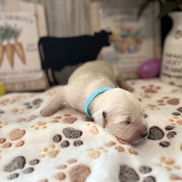 Golden Retriever Puppies from Sunshine Mountain Retrievers