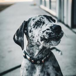 Great Dane Puppies from Ashli’s Great Danes
