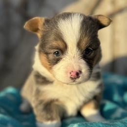 Binx - Blue male Pembroke Welsh Corgi puppy in Axtell, Nebraska from Lost Creek Corgis