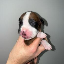 Boy 4 - Fawn male Boxer puppy in Jamesville, New York from Reynolds Homestead Boxers