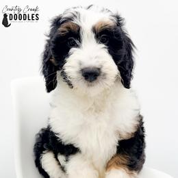 Hoosier - female Australian Mountain Doodle puppy in Tipton, Indiana from Country Creek Doodles