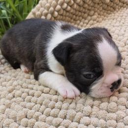 Black Brindle - Black brindle and white male Boston Terrier puppy in Fresno, California from 4 The Love of Boston & Dachshunds