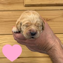 Light Pink - Golden female Golden Retriever puppy in Cadillac, Michigan from K & M Golden Retrievers