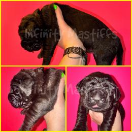 Halo (Yellow Collar) - Brindle female Mastiff puppy in Ohio from Weiler’s Gentle Giants