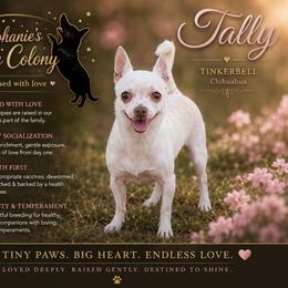 Tally - Chihuahua