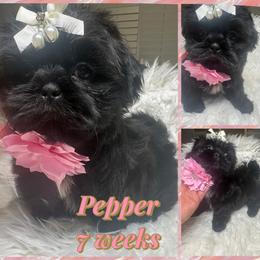 Pepper - Black and white female Shih Tzu puppy in Coolidge, Arizona from Shih Tzu’s  ‘N’ Love