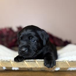 Juniper - Black female Labrador Retriever puppy in Rocky Top, Tennessee from Rocky Top Retrievers