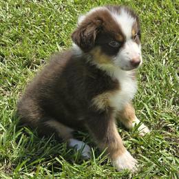 Girl 3 - Red tri-color female Australian Shepherd puppy in Lakeland, Florida from Diamond P Australian Shepherds