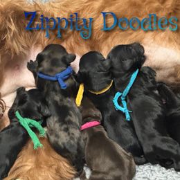 Goldendoodle puppies from Zippity Doodles