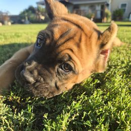 Yellow Collar Girl - Fawn female Cane Corso puppy in Beaver Crossing, Nebraska from Blue River Cane Corso