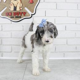 Lily - Merle female Labradoodle puppy in Bryantown, Maryland from Doodles on Duty