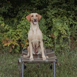 Sage - Labrador Retriever