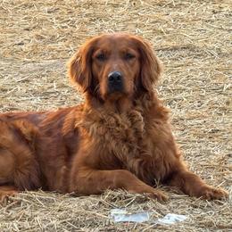 Peach - Golden Retriever