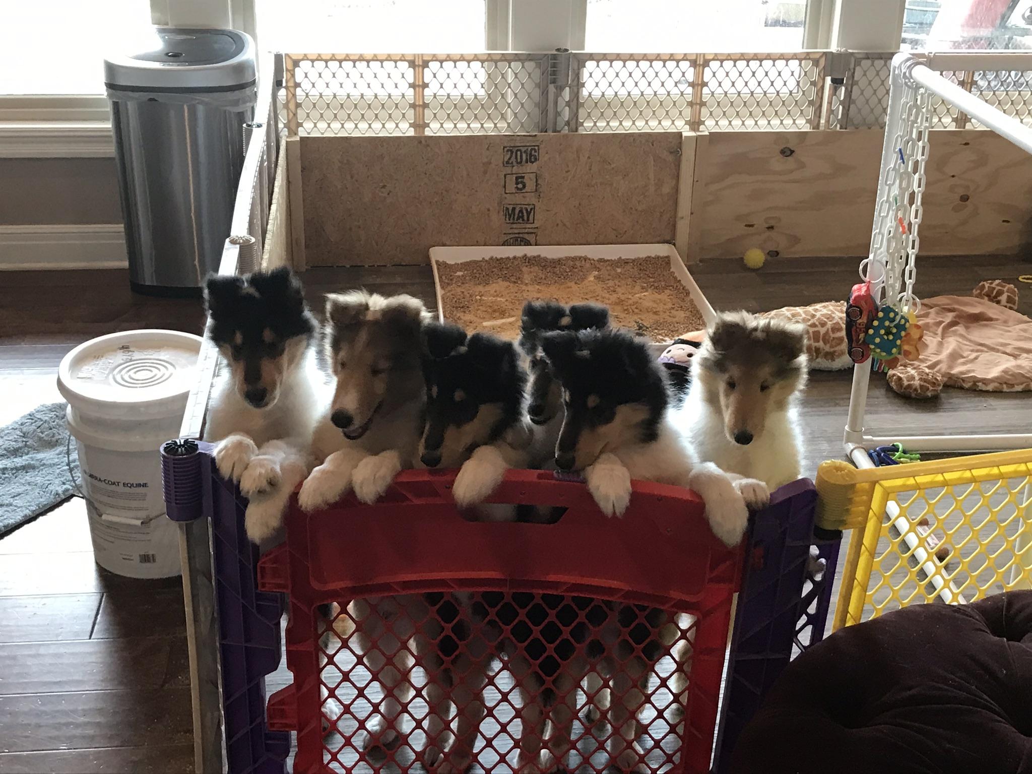 Collie専用購入ページ Kasen X Lexis 2023 — Commander Collies - AKC Rough Collies In Texas