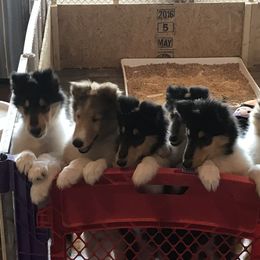 Collie Puppies from E’Marie Collies