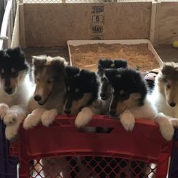 Collie Puppies from E’Marie Collies