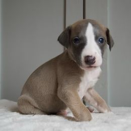 Cadillac - Blue fawn Whippet puppy in North New Portland, Maine from Aiukli Whippets