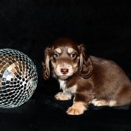 Rowdy - Chocolate and cream male Dachshund puppy in Coldwater, Mississippi from Mississippi Shorties Miniature Dachshunds
