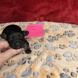 Pink- Honey - Black and gold female Yorkipoo puppy in Clover, South Carolina from Cudi’s Buddies
