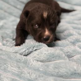 Montana - Agouti and white female Siberian Husky puppy in London, Ohio from Rose Trail Siberian’s
