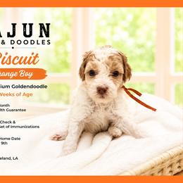 1400.00 Biscuit: Orange Collar - Parti male Goldendoodle puppy in Raceland, Louisiana from Cajun Doodles