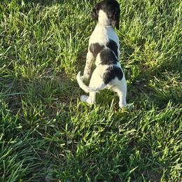 Giles - Black and white male English Springer Spaniel puppy in Palisade, Colorado from Bigfoot's Kennel