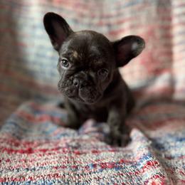 Liberty - Brindle female French Bulldog puppy in Carlisle, Ohio from Gibson Acres