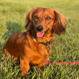 Dachshunds from Roberta's Dachshunds