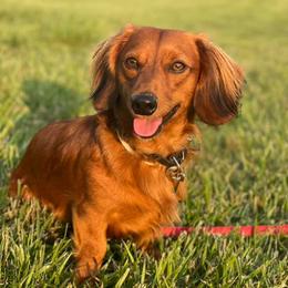 Dachshunds from Roberta's Dachshunds