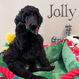 Jolly - Black male Poodle puppy in Nederland, Texas from Lingo Standard Poodles