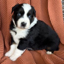 Jack - Black tri-color male Australian Shepherd puppy in Oxford, Florida from SoCo Aussies
