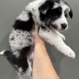 Gengar - Blue merle female Border Collie puppy in Madisonville, Kentucky from Parris Border Collies