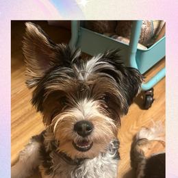Evie Blue - Yorkshire Terrier